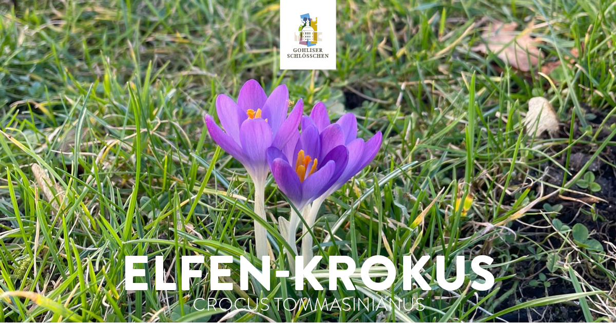 GS_Elfen-Krokus
